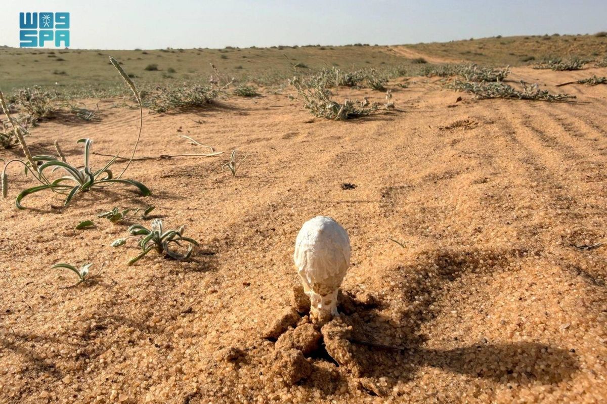 «البحث عن العرجون».. من أنماط الرحلات البرية لدى أهالي القصيم