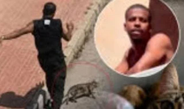 القضاء الإسبانى يقرر ترحيل مهاجر قتل قطة انتقاما من شريكته السابقة.. فيديو