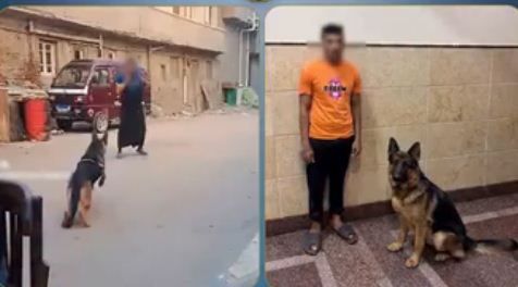 عامل يدفع كلب مهاجمة سيدة في البحيرة.. وتحرك أمنى بضبط والمتهم: