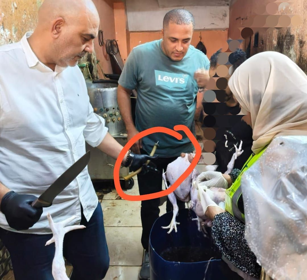 بيطري القليوبية يضبط دواجن غير صالحة، فيتو 