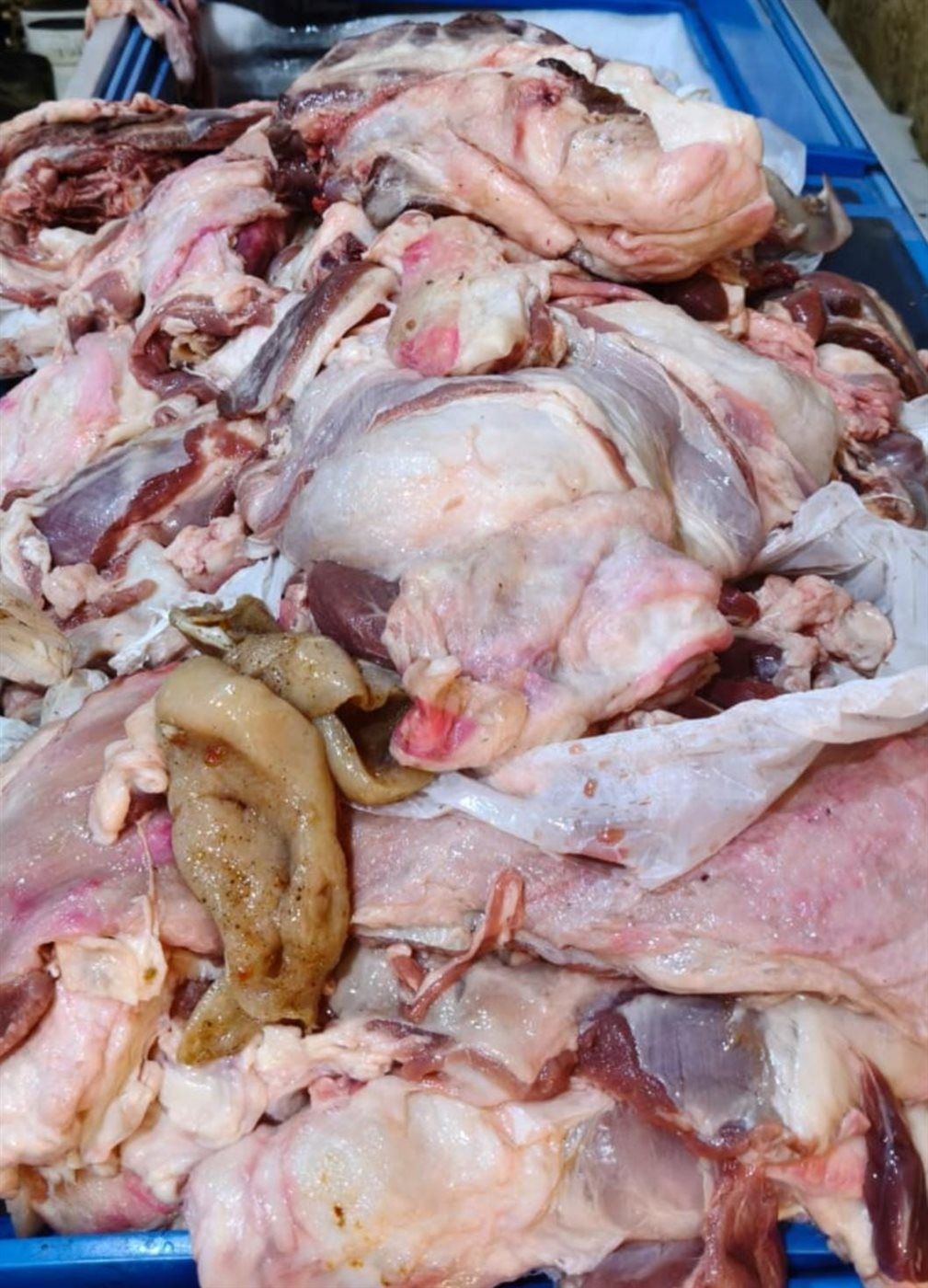 بيطري القليوبية يضبط دواجن غير صالحة، فيتو 