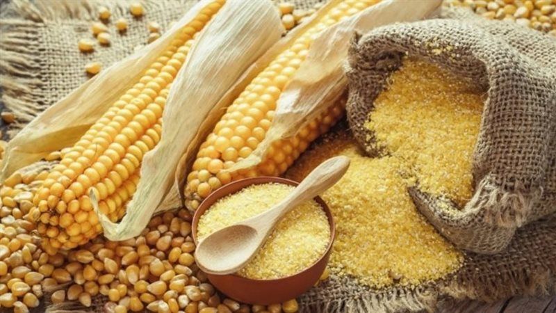 انخفاض الذرة وارتفاع الصويا، أسعار الأعلاف والحبوب اليوم في الأسواق