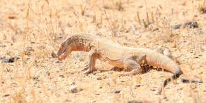 "الورل الصحراوي" أكبر السحالي حجماً ومن بين أكثر الزواحف تأثيرًا في التوازن البيئي الصحراوي في محمية الملك سلمان الملكية 