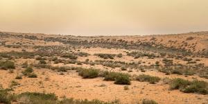 تزايد نمو الغطاء النباتي في محمية الإمام تركي بن عبدالله  يعزز جودة الهواء ويحد من العواصف الغبارية
