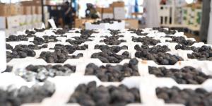 سوق التمور بالمدينة فرصة واعدة لرواد الأعمال من الشباب السعودي