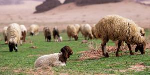 طلائع الربيع بتبوك تعزز من جاذبية السياحة وتسهم في دعم المناشط الرعوية