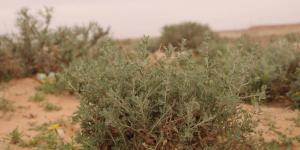 أم الأعشاب.. كنز بيئي متجدد يعزز تنوع الغطاء النباتي في براري رفحاء