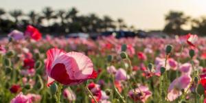 «الديدحان» يلون  صحاري الجوف بالأحمر ويعزز جاذبية الربيع الطبيعي