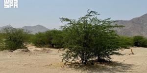 المتنزهات البرية في مكة المكرمة.. وجهات طبيعية تعزز الوعي البيئي وتستقطب الزوار