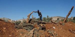 جرافات إسرائيلية تقتلع أشجار زيتون فلسطينية قبيل موسم الحصاد
