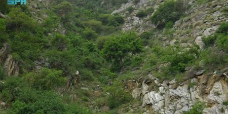 البرنامج الوطني للتشجير يحدد +165 نوعا من النباتات الملائمة للتشجير