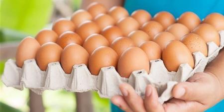 ارتفاع سعر كرتونة البيض اليوم الأحد في بورصة الدواجن