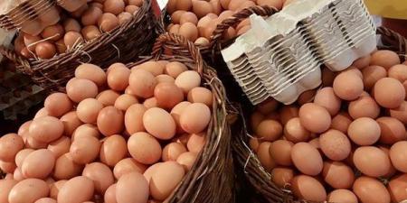 سعر كرتونة البيض اليوم الخميس في بورصة الدواجن