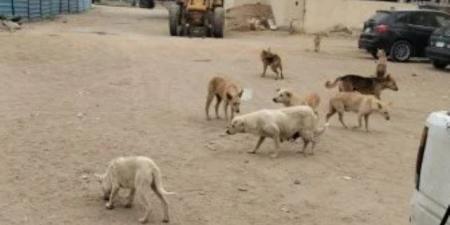 محافظ القاهرة: إنشاء "شلتر" مركزى للكلاب الضالة وافتتاحه خلال أسبوعين