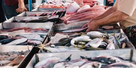 أسعار السمك اليوم، البلطي يواصل ارتفاعه وانخفاض كبير في المكرونة والجمبري