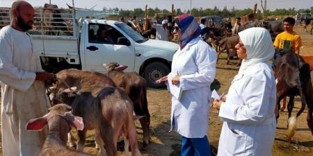 1037 ترخيصًا جديدًا و774 تسجيلة أعلاف، حصاد قطاع الثروة الحيوانية والداجنة خلال سبتمبر