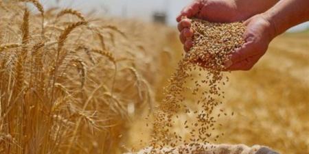 ماهر والي يقدم روشتة زيادة إنتاج القمح في مصر ويكشف سر الأراضي القديمة