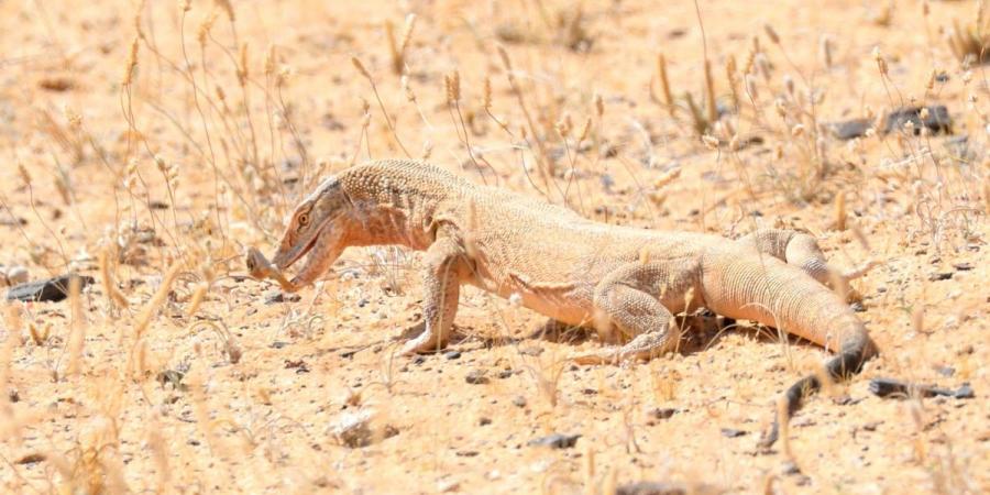 "الورل الصحراوي" أكبر السحالي حجماً ومن بين أكثر الزواحف تأثيرًا في التوازن البيئي الصحراوي في محمية الملك سلمان الملكية 