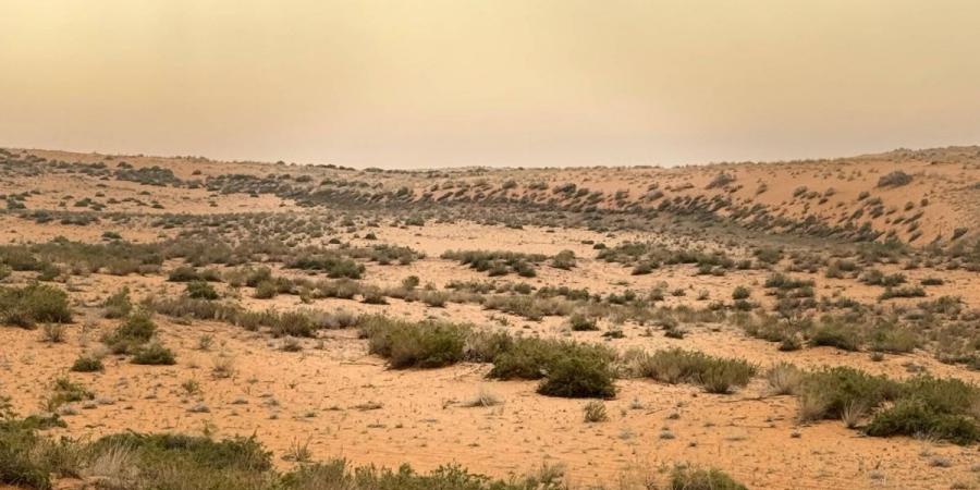 تزايد نمو الغطاء النباتي في محمية الإمام تركي بن عبدالله  يعزز جودة الهواء ويحد من العواصف الغبارية