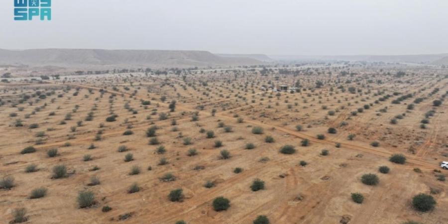 «الغطاء النباتي» يدعو لإبداء الرغبات في الاستثمار بـ13 متنزها وطنيا بالرياض