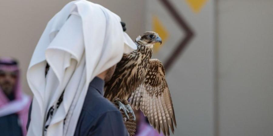 227 صقرا تشارك في 7 أشواط للهواة المحليين