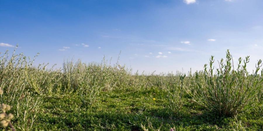 أجواء ربيعية وطبيعة خلابة تستقطب عشاق الرحلات البرية بالحدود الشمالية