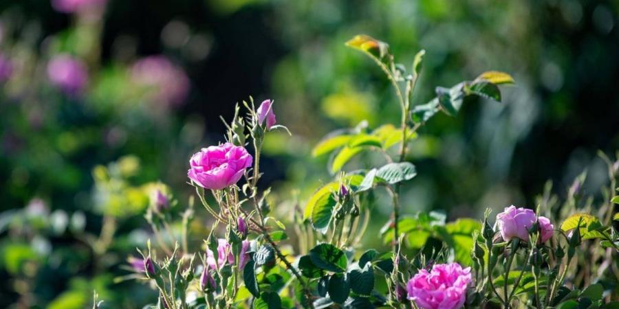 مزارع الورد الطائفي تشهد وفرة في المحصول الموسمي