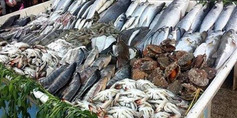 أسعار الأسماك اليوم الإثنين، المكرونة السويسي بـ 130 جنيها وارتفاع جديد في البوري