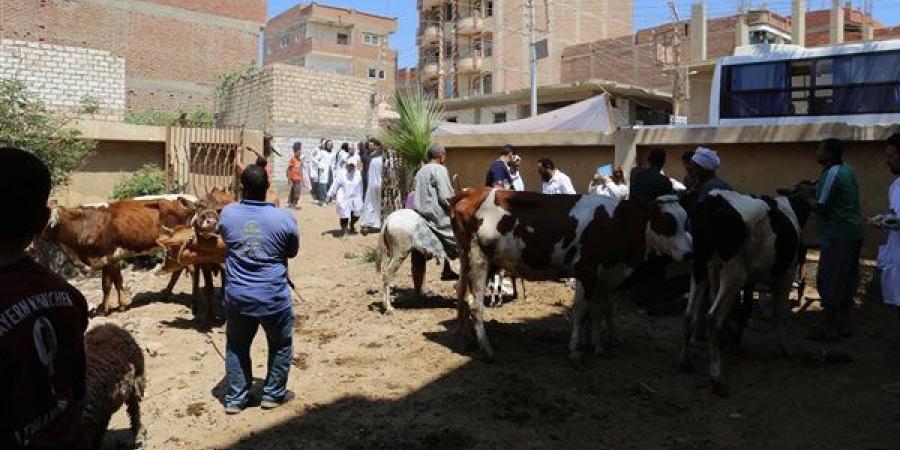 للحفاظ على الثروة الحيوانية، جامعة الفيوم تنظم قافلة بيطرية بقرية منشأة الخطيب