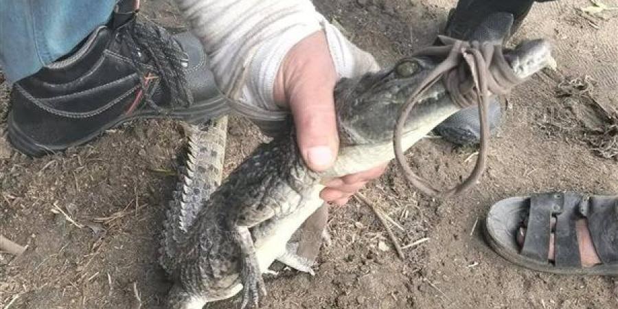 محافظ القليوبية يشكل لجنة مكبرة لفحص واقعة ظهور تمساح بمصرف الحصافة
