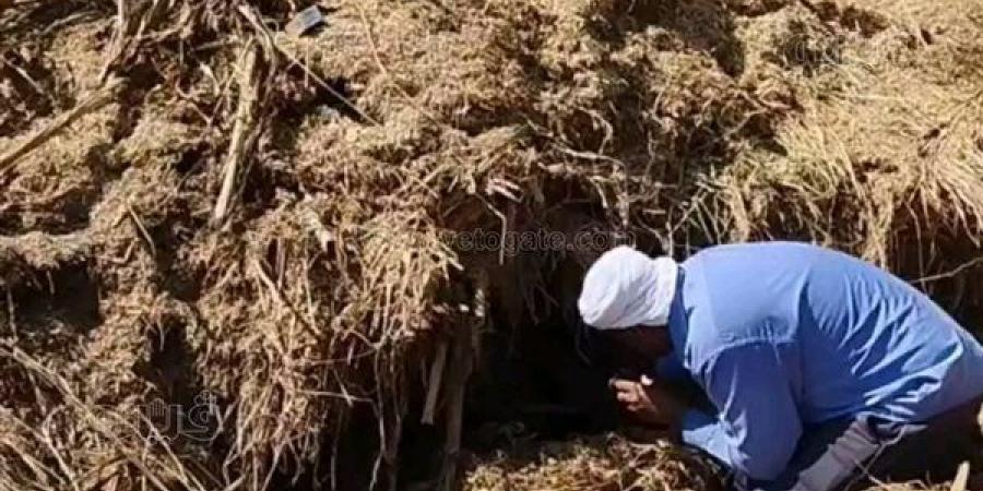 لدغات متكررة وتحركات عاجلة، منيا القمح في مواجهة خطر الثعابين بعد سقوط ضحايا جدد (صور)