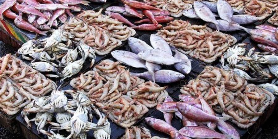 أسعار السمك اليوم، ارتفاع البلطي 5 جنيهات والبوري 30 والجمبري يقترب من الألف