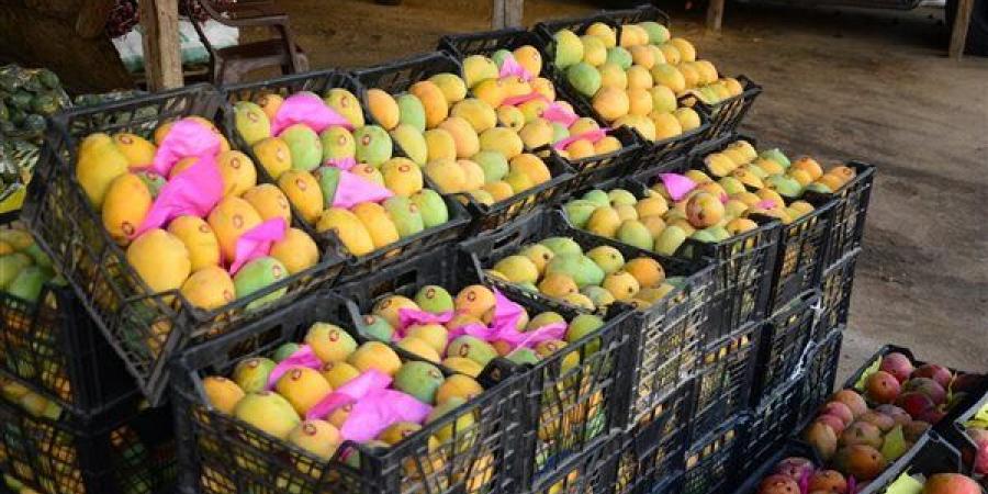 أسعار المانجو اليوم، ارتفاع يضرب 6 أنواع بعد "زيادة الطلب" والبلدي تبدأ من 15 جنيها