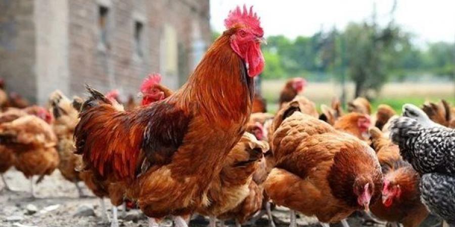 انخفاض البيضاء 3 جنيهات وارتفاع البلدي، أسعار الفراخ اليوم الأربعاء 29 يوليو 2026
