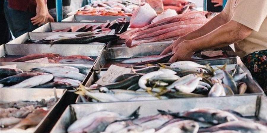 أسعار السمك اليوم، البلطي يواصل ارتفاعه وانخفاض كبير في المكرونة والجمبري