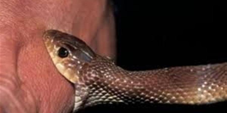 إنقاذ حياة شخص بعد توقف قلبه إثر لدغة ثعبان بالغربية وإعطائه 35 جرعة مصل