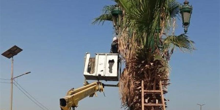 تكثيف أعمال تقليم وتهذيب أشجار النخيل بالطرق السريعة بأسيوط