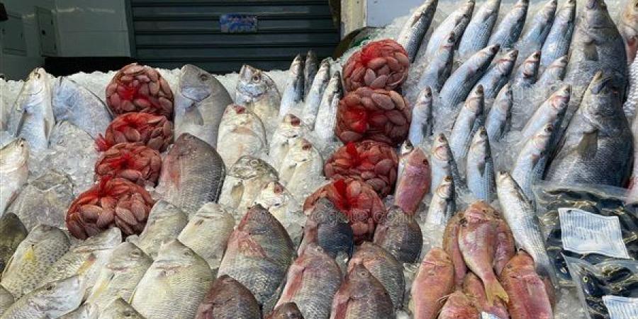 أسعار السمك اليوم، البلطي يسجل 58 جنيها وارتفاع الجمبري وانخفاض البوري 10 جنيهات
