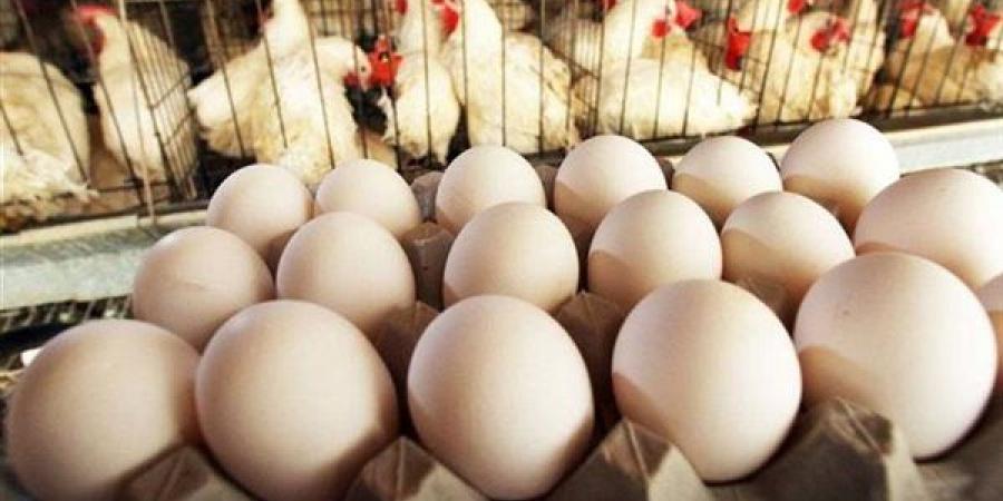 سعر كرتونة البيض اليوم الإثنين في بورصة الدواجن