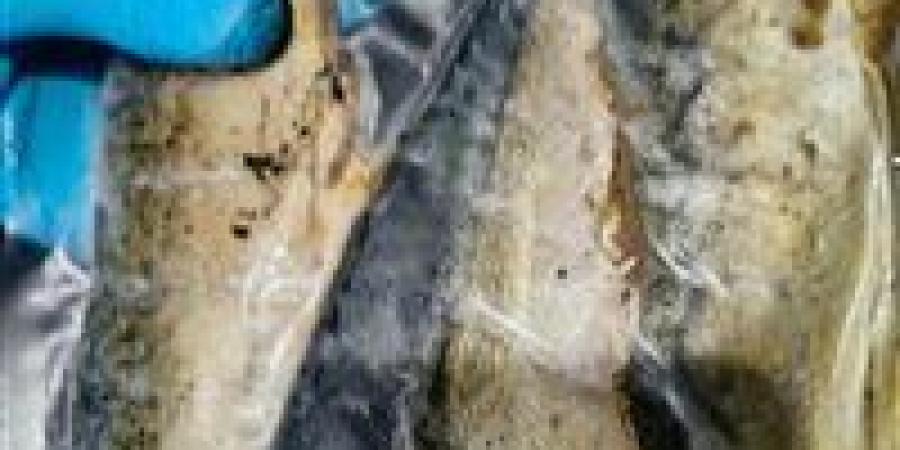 ضبط طن ونصف ماكريل منتهي الصلاحية وبطارخ فاسدة في حملة رقابية بالقليوبية