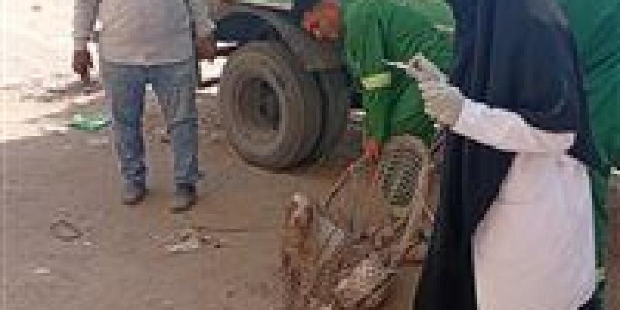 محافظ الدقهلية يتابع جهود الطب البيطري والجهات المعنية في حملات مواجهة الكلاب الضالة بمركز ومدينة شربين