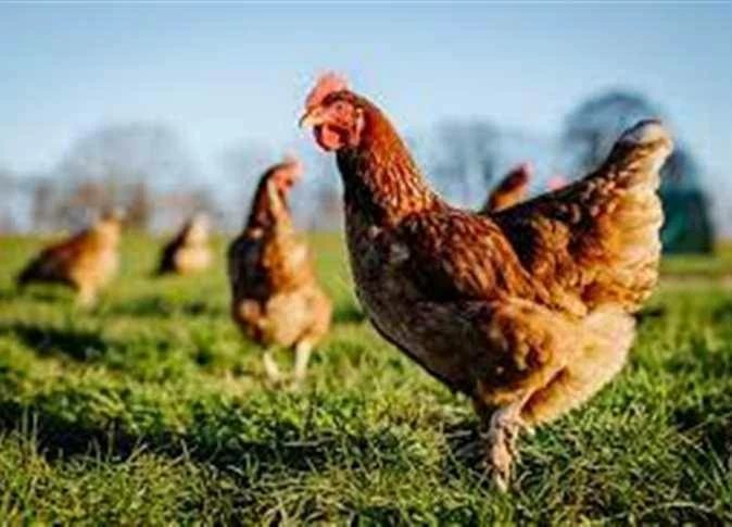 أسعار الفراخ وكرتونة البيض اليوم الاثنين 12 أكتوبر فى أسواق مطروح