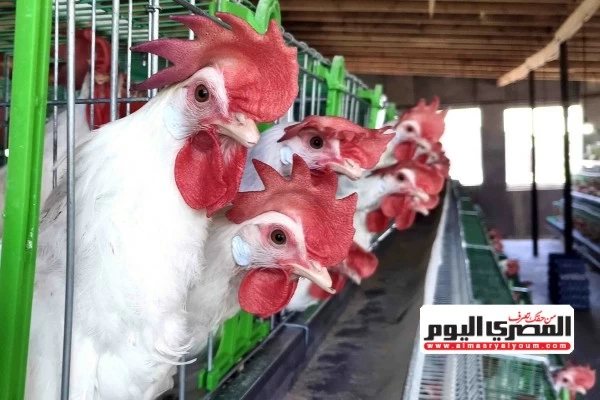 «الدواجن» تعاود الارتفاع.. و«الشعبة»: «المنتجون خسروا»