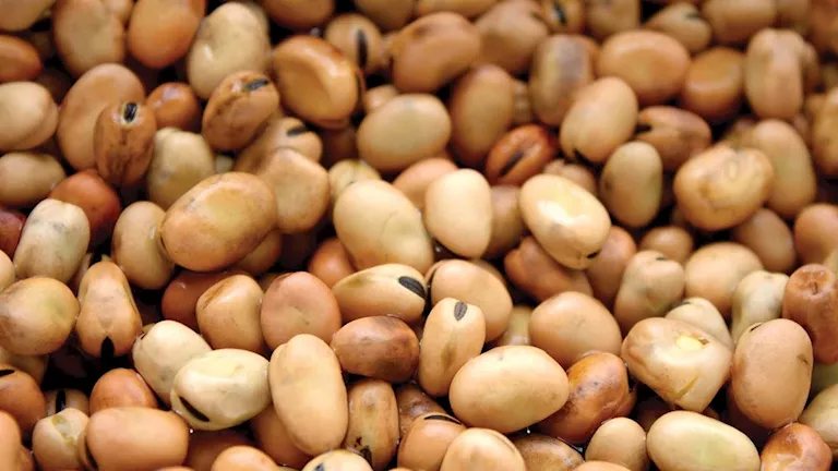 انخفاض أسعار الفول والدواجن واللحوم اليوم بالأسواق (موقع رسمي)