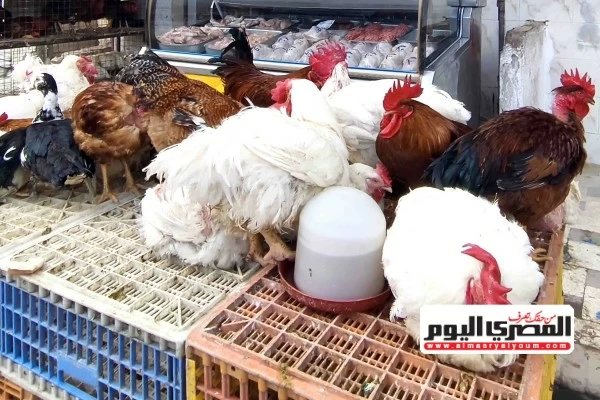أسعار الفراخ البيضاء في أسواق الإسكندرية اليوم الاثنين 26 أكتوبر 2026