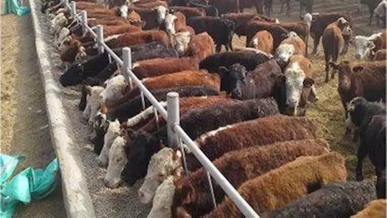 بحوث الحيوان: 3 إجراءات لحماية الماشية من البرد والحفاظ على إنتاجيتها