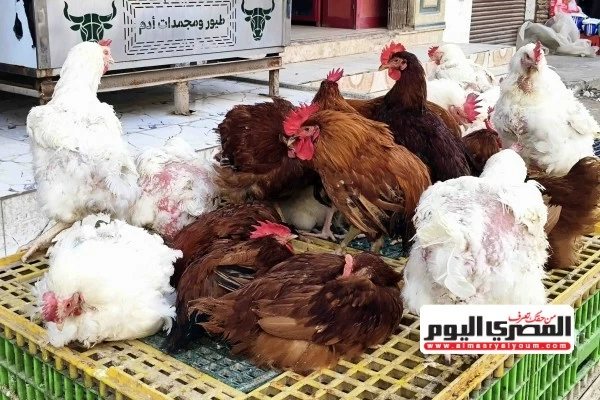 كيلو الفراخ بكام النهاردة؟.. أسعار الدواجن في أسواق الإسكندرية السبت 17 أكتوبر 2026