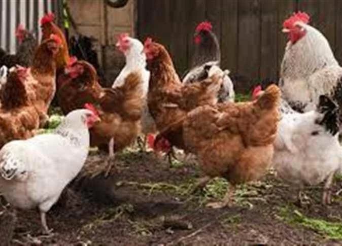 الفراخ البيضاء بـ105 جنيهات.. أسعار الدواجن وكرتونة البيض اليوم في مطروح