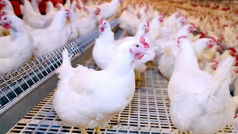 أسعار الدواجن ترتفع إلى 95 جنيهًا للكيلو بالأسواق.. ما الأسباب؟