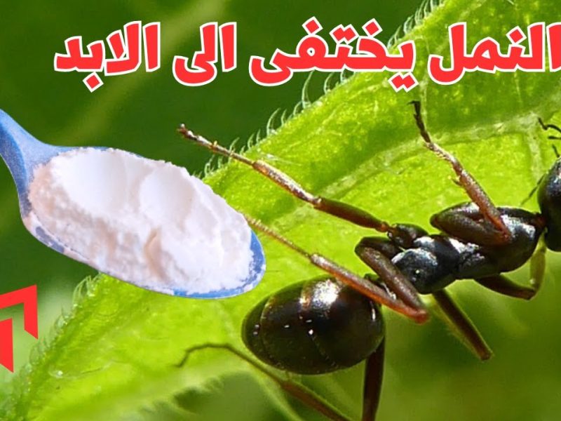  التخلص من النمل بوصفة جهنمية وبشكل نهائي في البيت